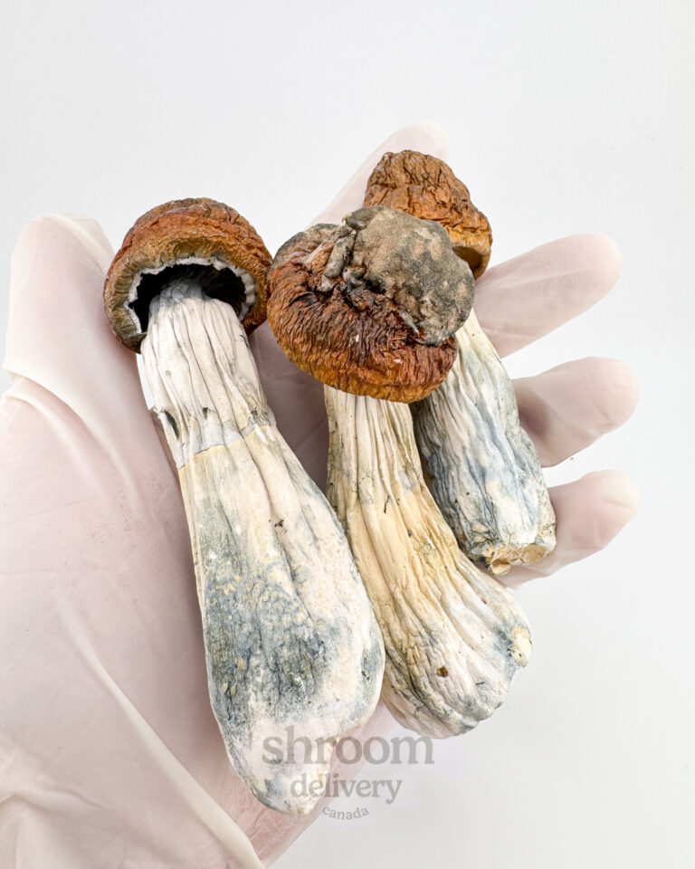 a hand holding a group of tidal wave mushrooms