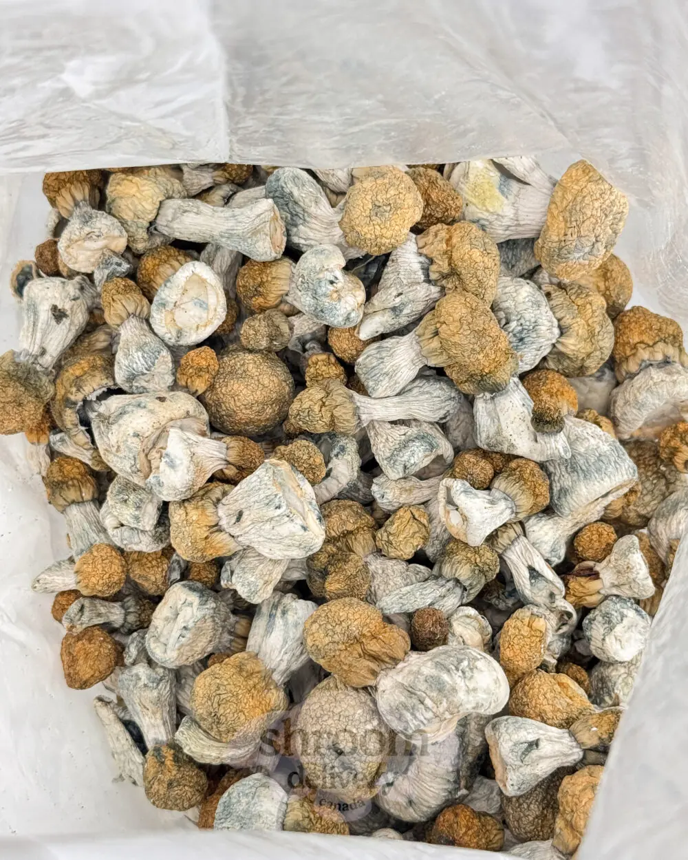 Avalanche Organic Magic Mushrooms - Image 4