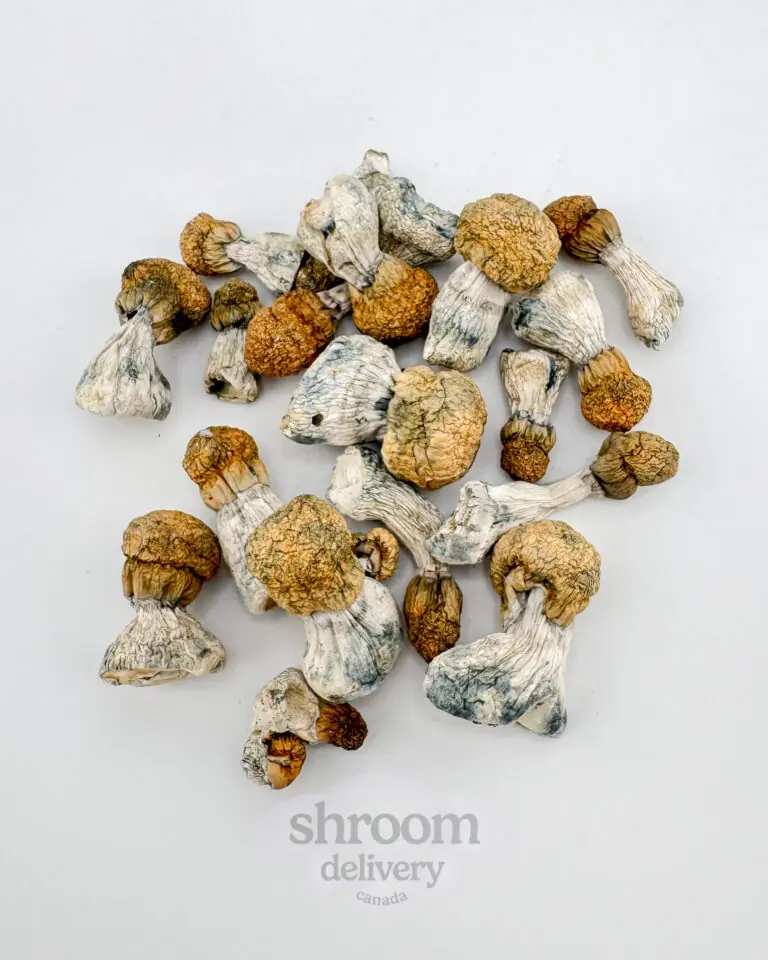 Avalanche Organic Magic Mushrooms - Image 3