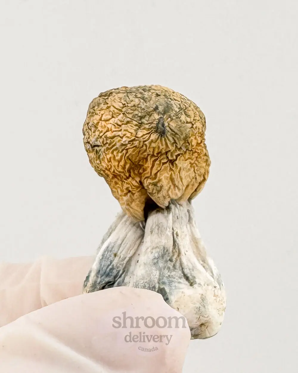 Avalanche Organic Magic Mushrooms - Image 2