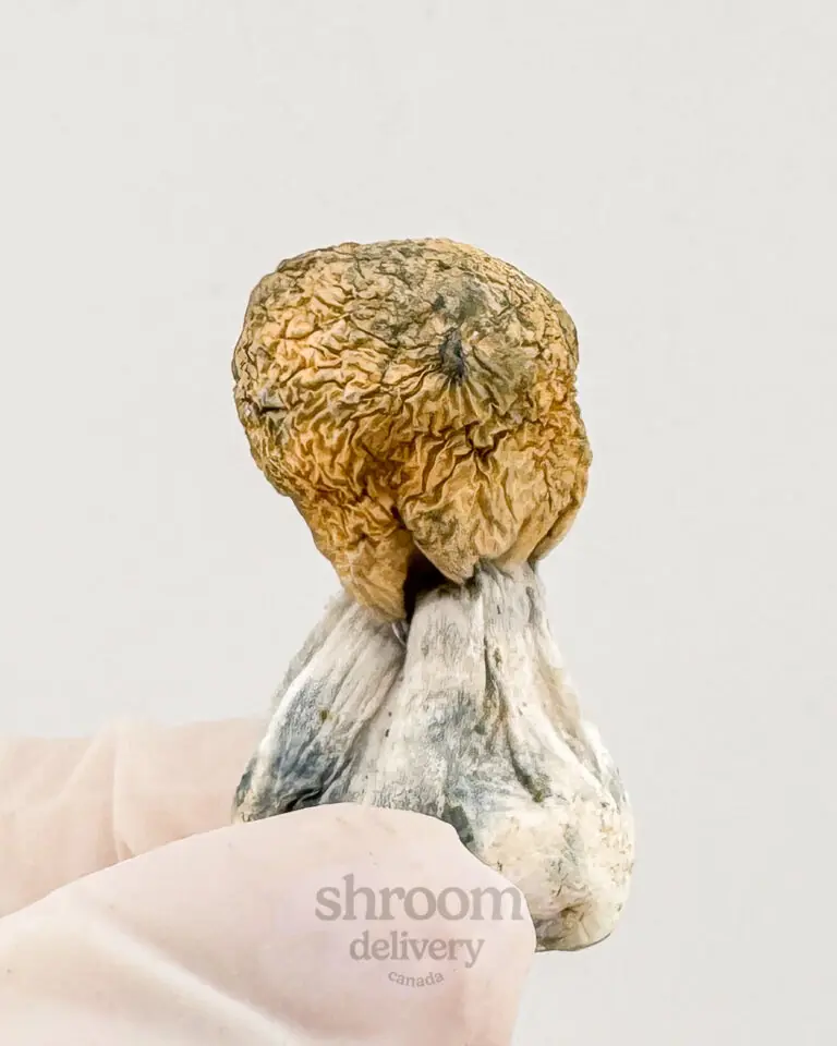 Avalanche Organic Magic Mushrooms - Image 2