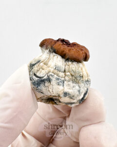 a texas yellowcap mushroom in a hand