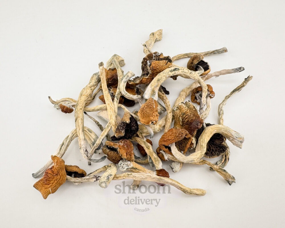 malabar coast mushroom pile