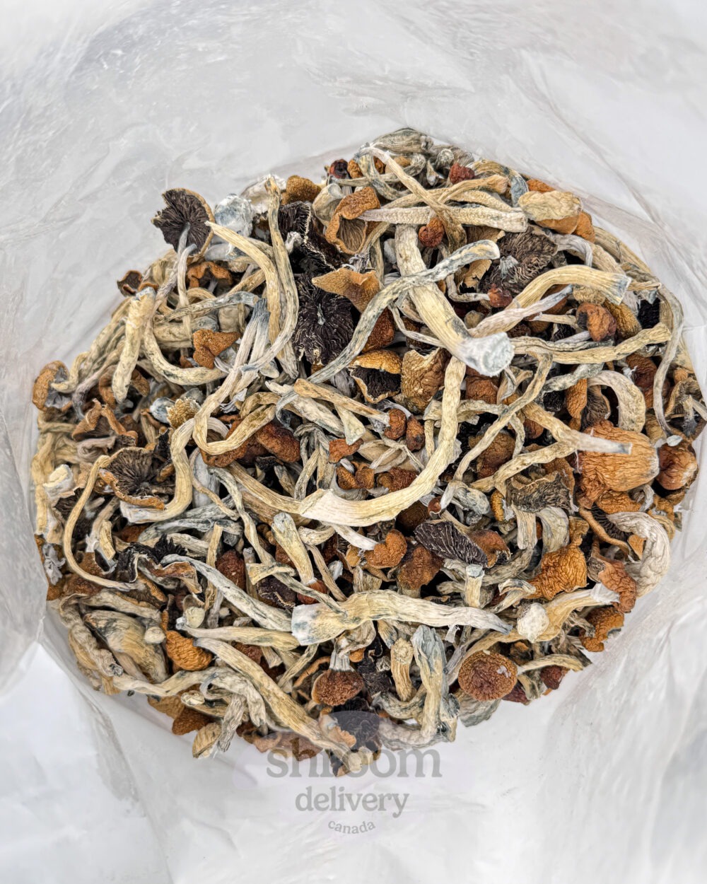 malabar coast mushroom in bag