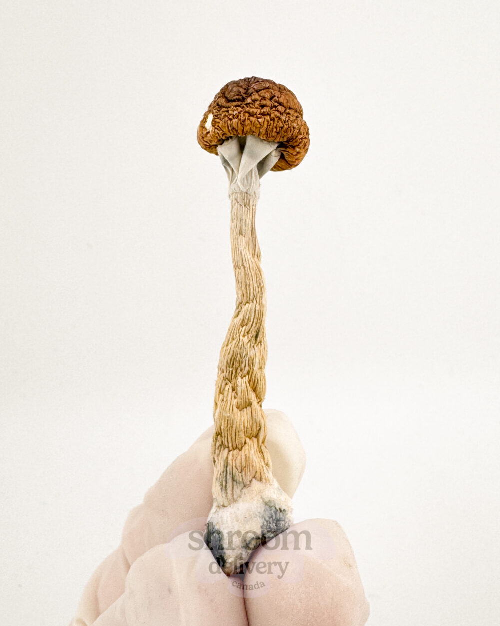 malabar coast mushroom