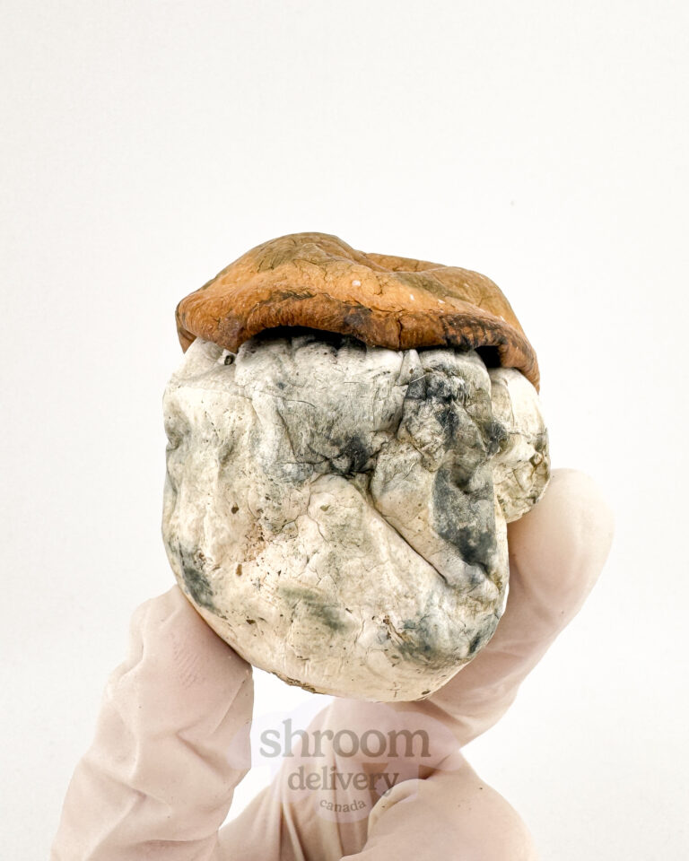 dino egg mushroom