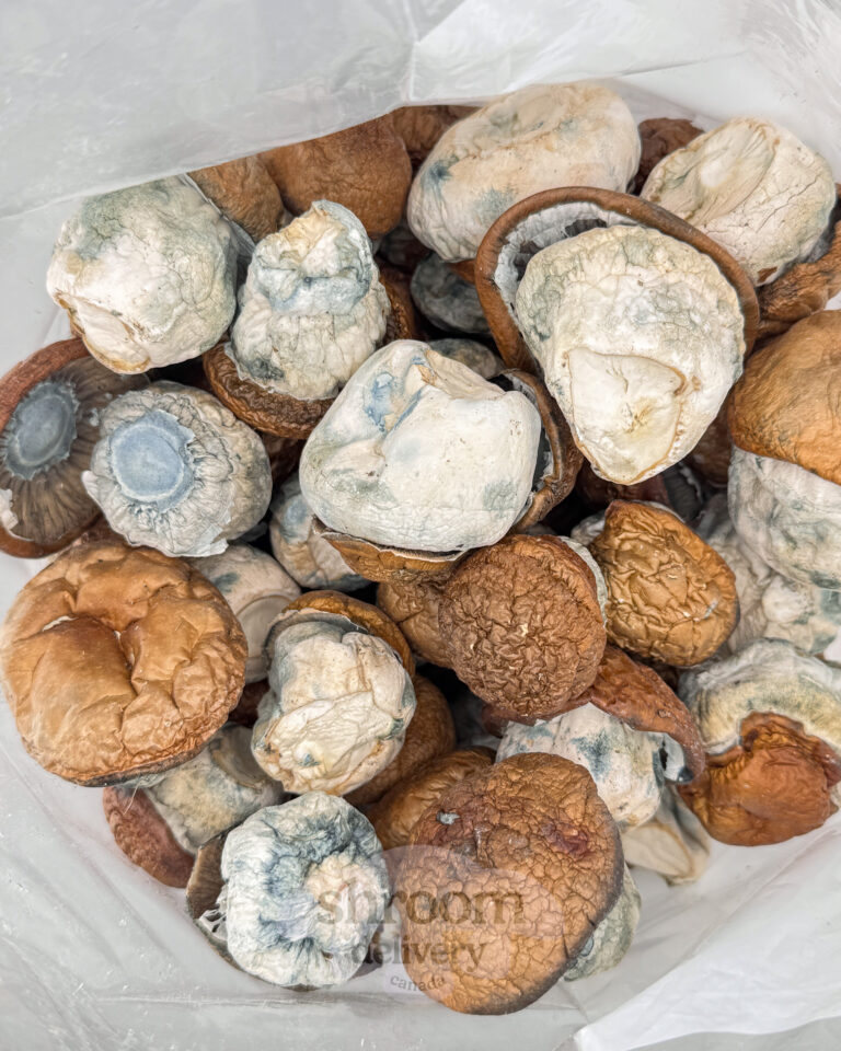 dino egg mushroom in bag