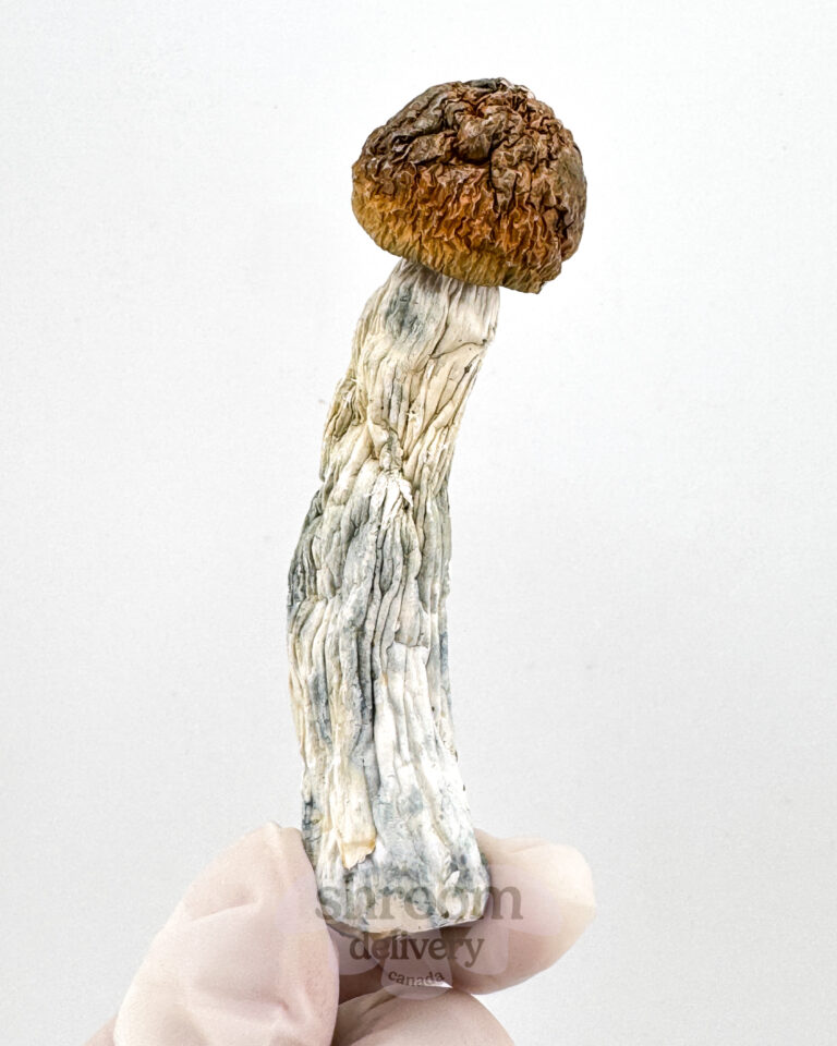 penisenvymushroom