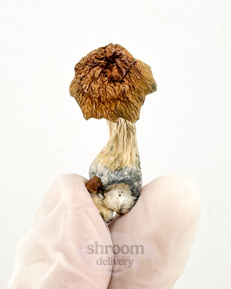 blue meanie mushroom